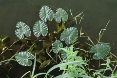 Nuphar lutea, photograph (c) Мирослав Соболев, some rights reserved (CC BY)