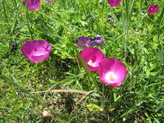 Callirhoe involucrata