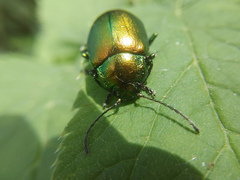 Chrysolinina