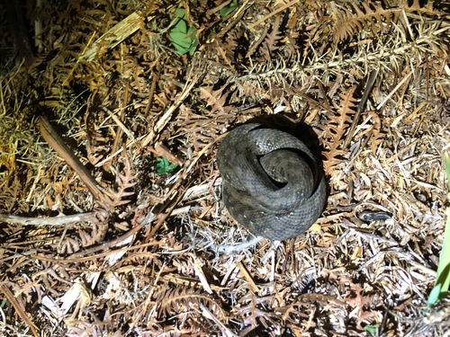 Viperine Snake