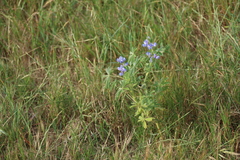 Lupinus cosentinii, photograph (c) Tony Rebelo, some rights reserved (CC BY-SA)