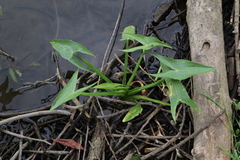 (c) Мирослав Соболев, some rights reserved (CC BY) Sagittaria sagittifolia, photograph (c) Мирослав Соболев, some rights reserved (CC BY)