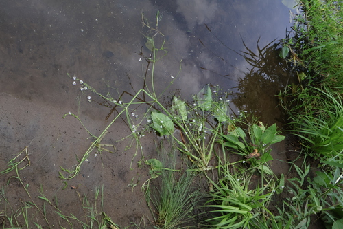 Alisma plantago-aquatica