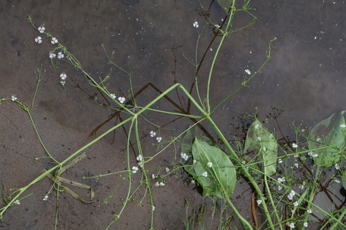 Alisma plantago-aquatica, photograph 1