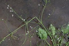 Alisma plantago-aquatica, photograph (c) Мирослав Соболев, some rights reserved (CC BY)