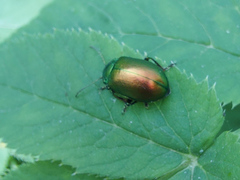 Chrysolinina