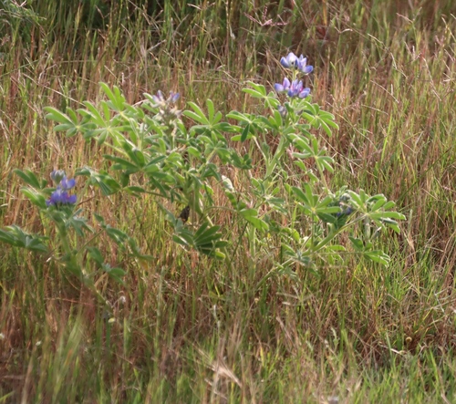 Lupinus cosentinii, photograph 1