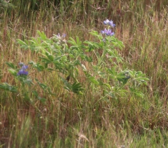Lupinus cosentinii, photograph (c) Tony Rebelo, some rights reserved (CC BY-SA)