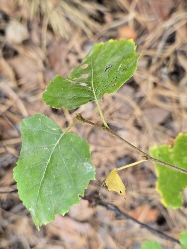 Betula pendula, photograph 2