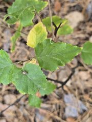 Betula pendula