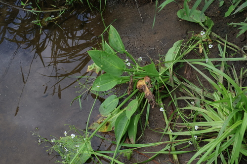 Alisma plantago-aquatica, photograph 2