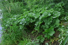 Petasites spurius