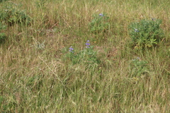 Lupinus cosentinii