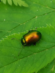 Chrysolinina