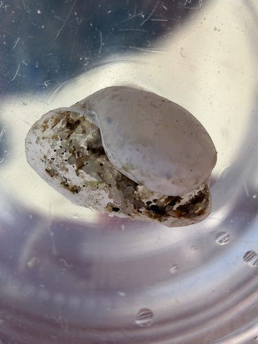 Haminoea solitaria, 2026-08-26