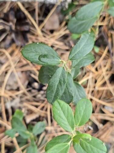Vaccinium vitis-idaea, photograph 2