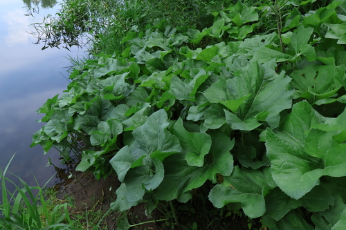 Petasites spurius, photograph 1
