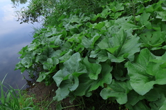 Petasites spurius, photograph (c) Мирослав Соболев, some rights reserved (CC BY)