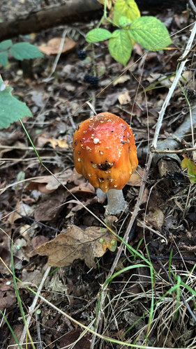 Fly Agaric