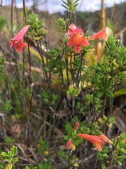Clinopodium tomentosum