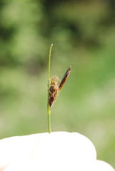 Carex mucronata