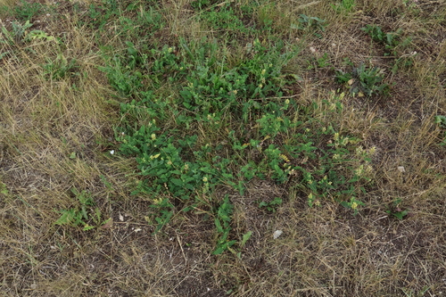 Astragalus cicer, photograph 5