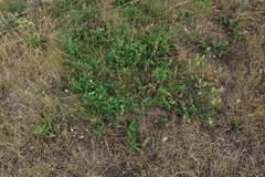 Astragalus cicer, photograph (c) Мирослав Соболев, some rights reserved (CC BY)