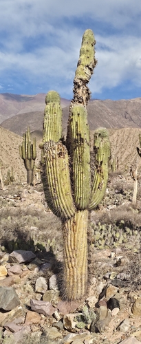 Leucostele atacamensis