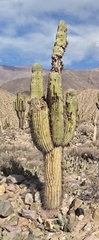 Leucostele atacamensis