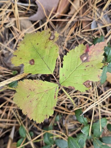 Rubus saxatilis, photograph 2