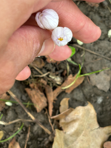 Crocus kotschyanus, photograph 3