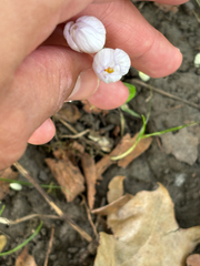 Crocus kotschyanus, photograph (c) Jose Gutierrez Higa, some rights reserved (CC BY)