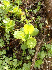 Micranthes stellaris