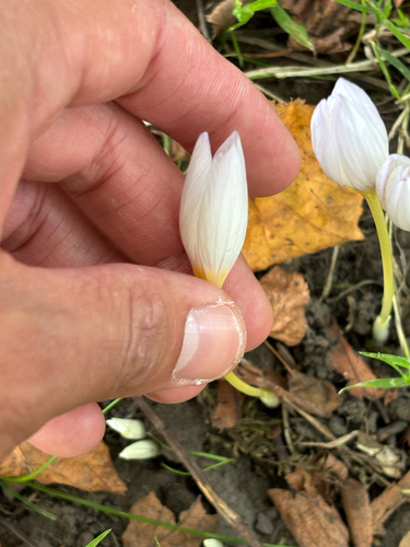 Crocus kotschyanus, photograph 2