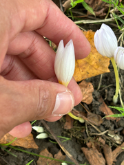 Crocus kotschyanus, photograph (c) Jose Gutierrez Higa, some rights reserved (CC BY)