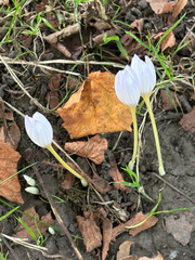 Crocus kotschyanus