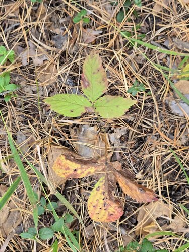 Rubus saxatilis, photograph 1