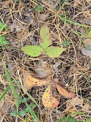 Rubus saxatilis
