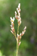 Anthoxanthum australe