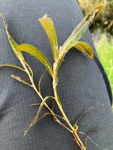 Potamogeton crispus, photograph 2