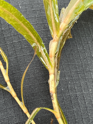 Potamogeton crispus