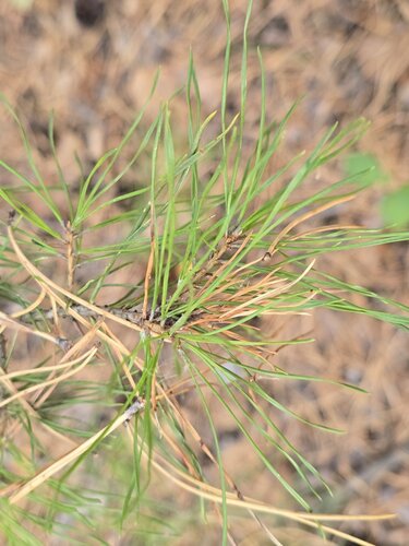 Pinus sylvestris