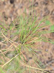 Pinus sylvestris, photograph (c) Сергей Голубев, some rights reserved (CC BY)