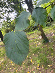 Davidia involucrata
