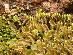 Mesoptychia collaris