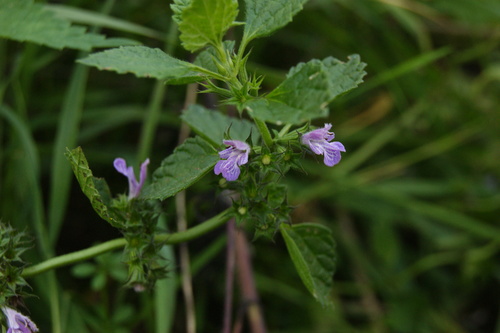 Black horehound