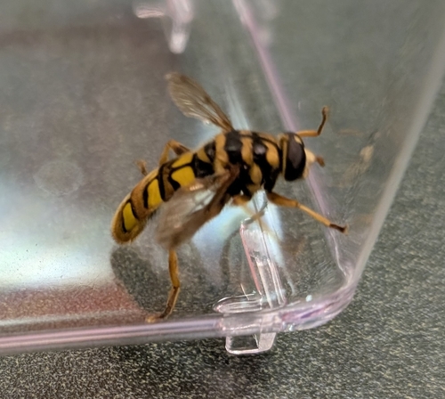 Virginia Giant Hover Fly