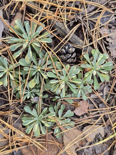 Antennaria dioica, photograph 4