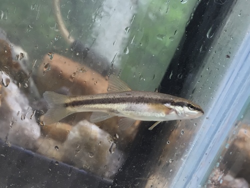 Rhinichthys atratulus