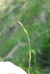 Carex sempervirens